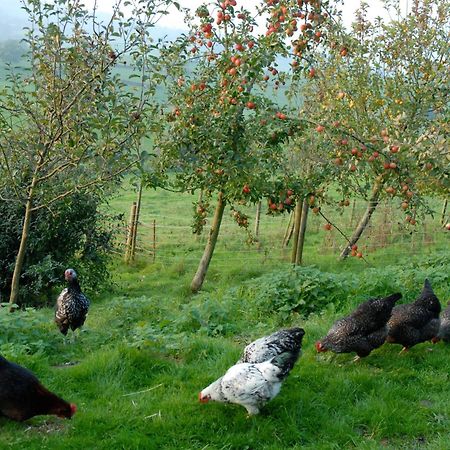 منزل الضيف كورشام  في T'S At Lower Rudloe Farm المظهر الخارجي الصورة