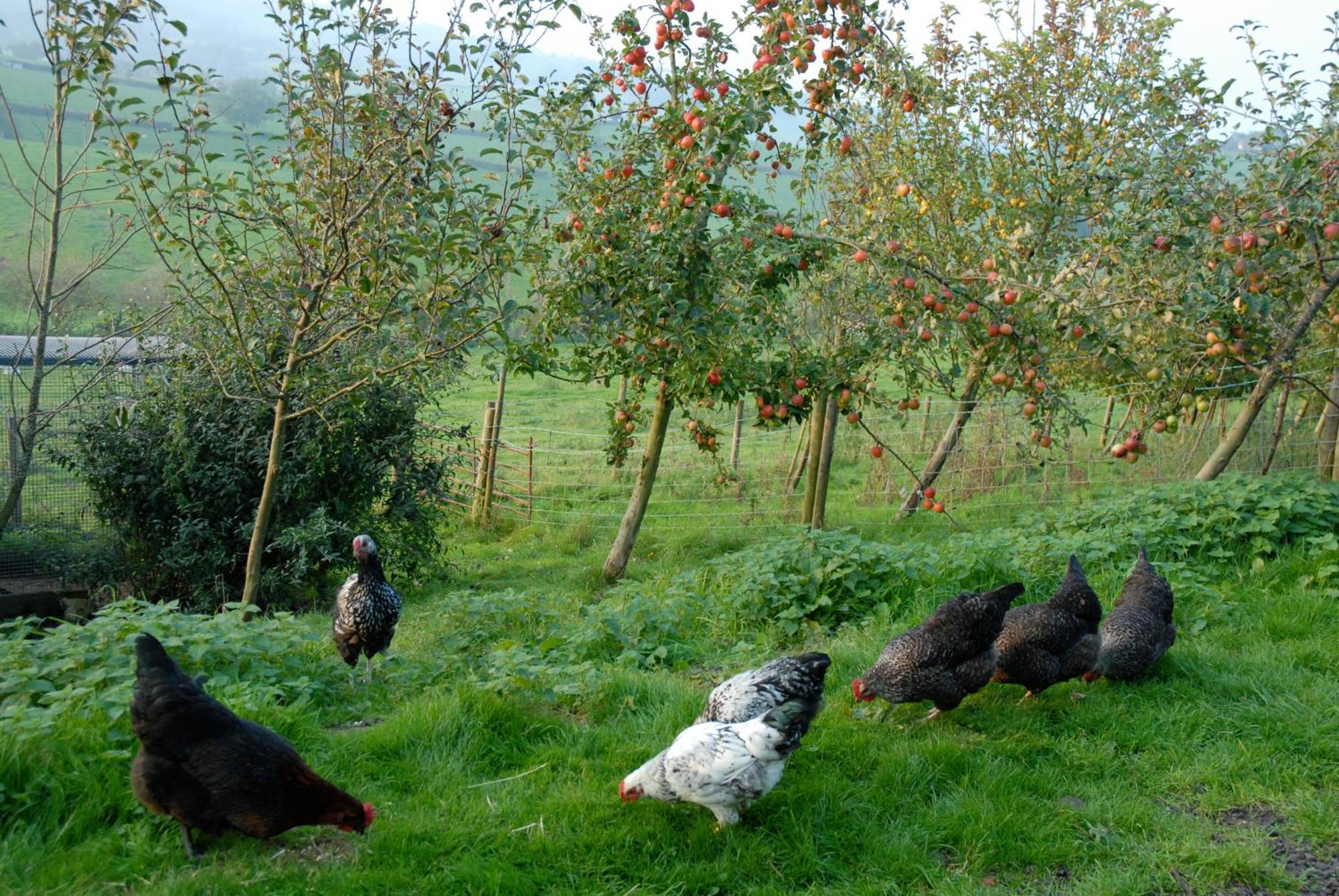 منزل الضيف كورشام  في T'S At Lower Rudloe Farm المظهر الخارجي الصورة